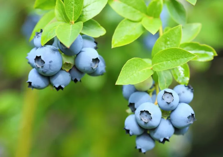 Vaccinium corymbosum Patriot, Highbush Blueberry 'Patriot', Blueberry 'Patriot', Berries, Blue Berries