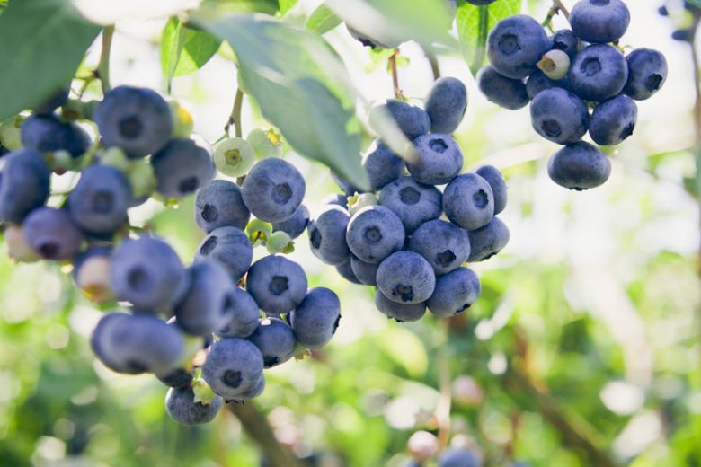 Vaccinium corymbosum Rubel, Highbush Blueberry 'Rubel', Blueberry 'Rubel', Berries, Blue Berries