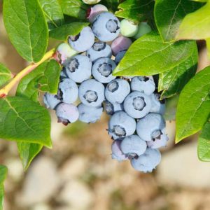 Vaccinium corymbosum Toro, Highbush Blueberry 'Toro', Blueberry 'Toro', Berries, Blue Berries