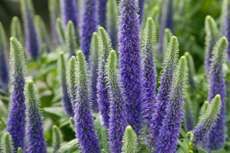 Veronica 'Sunny Border Blue', Speedwell 'Sunny Border Blue', Blue Flowers, Blue flower spikes, Violet Flowers, Violet flower spikes