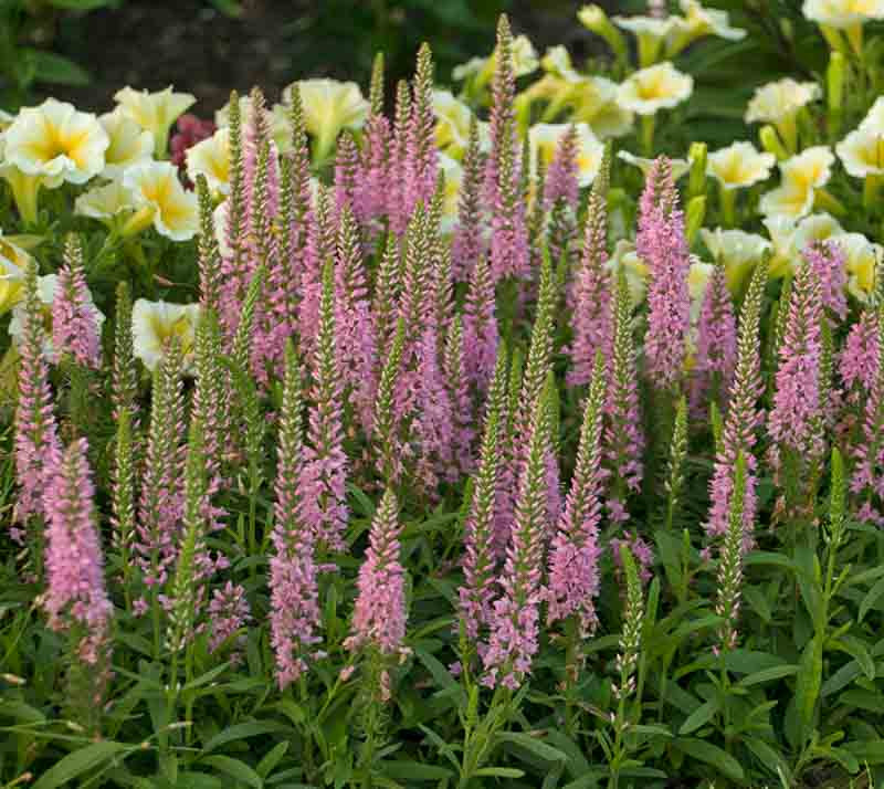 Veronica 'Sweet Lullaby' (Spike Speedwell)