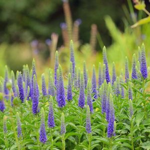 Veronica spicata 'Royal Candles', Spike Speedwell 'Royal Candles', Blue Flowers, Blue flower spikes, Violet Flowers, Violet flower spikes
