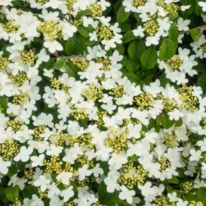 Viburnum Plicatum f. Tomentosum 'Summer Snowflake', Japanese snowball 'Summer Snowflake', Doublefile Viburnum 'Summer Snowflake', Double File Viburnum 'Summer Snowflake', White flowers