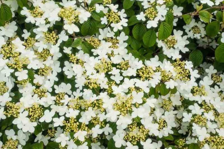 Viburnum Plicatum f. Tomentosum 'Summer Snowflake', Japanese snowball 'Summer Snowflake', Doublefile Viburnum 'Summer Snowflake', Double File Viburnum 'Summer Snowflake', White flowers