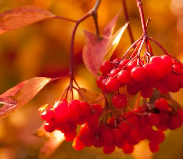 Viburnum Trilobum 'Redwing',American Cranberrybush 'Redwing', Vuburnum trilobum 'J. M. Select' Redwing, 'Redwing' American Cranberrybush, Shrub with fall color, fall color, shrub with berries