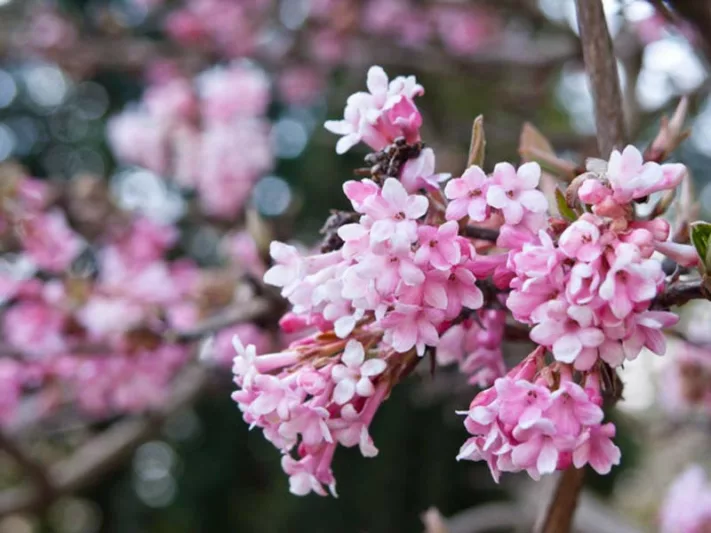 Viburnum × bodnantense 'Dawn', Arrowwood 'Dawn', 'Dawn' Viburnum, Evergreen Shrub, Fragrant Shrub, Shrub with fall color, Winter flowers, Pink Flowers