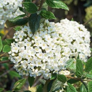 Viburnum × burkwoodii,Burkwood Viburnum, Fragrant Shrub, Shrub with fall color, fall color, shrub with berries, White flowers, Red berries