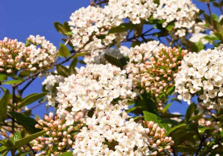 Viburnum × burkwoodii Conoy,Burkwood Viburnum Conoy, Fragrant Shrub, Shrub with fall color, fall color, shrub with berries, White flowers, Red berries