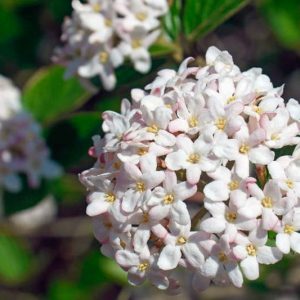 Viburnum × burkwoodii Mohawk,Burkwood Viburnum Mohawk, Fragrant Shrub, Shrub with fall color, fall color, shrub with berries, White flowers, Red berries