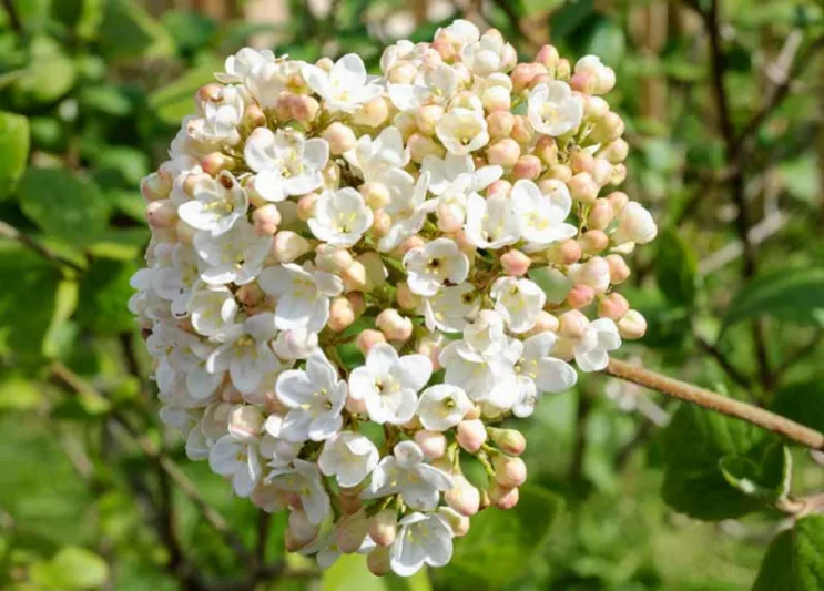 Viburnum × carlcephalum,Fragrant Snowball, Fragrant Shrub, Shrub with fall color, fall color, shrub with berries, White flowers, Red berries