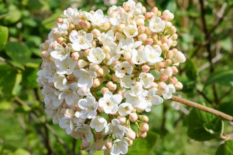 Viburnum × carlcephalum,Fragrant Snowball, Fragrant Shrub, Shrub with fall color, fall color, shrub with berries, White flowers, Red berries