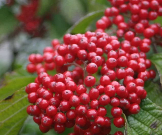 Viburnum dilatatum Cardinal Candy®,Linden Viburnum 'Tandoori Orange', Viburnum dilatatum 'Henneke', Red berries, Shrub with fall color, fall color, shrub with berries