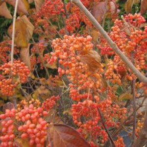 Viburnum dilatatum Tandoori Orange®,Linden Viburnum Tandoori Orange®, Viburnum dilatatum 'SMNVDMDO', Orange berries, Shrub with fall color, fall color, shrub with berries