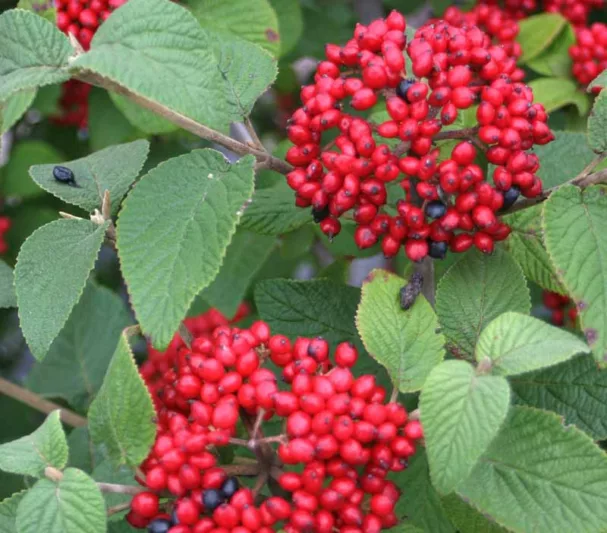Viburnum x rhytidophylloides Red Balloon®, Lantanaphyllum Viburnum Red Balloon®, Viburnum x rhytidophylloides 'Redell', Red berries, Shrub with fall color, fall color, shrub with berries, White flowers