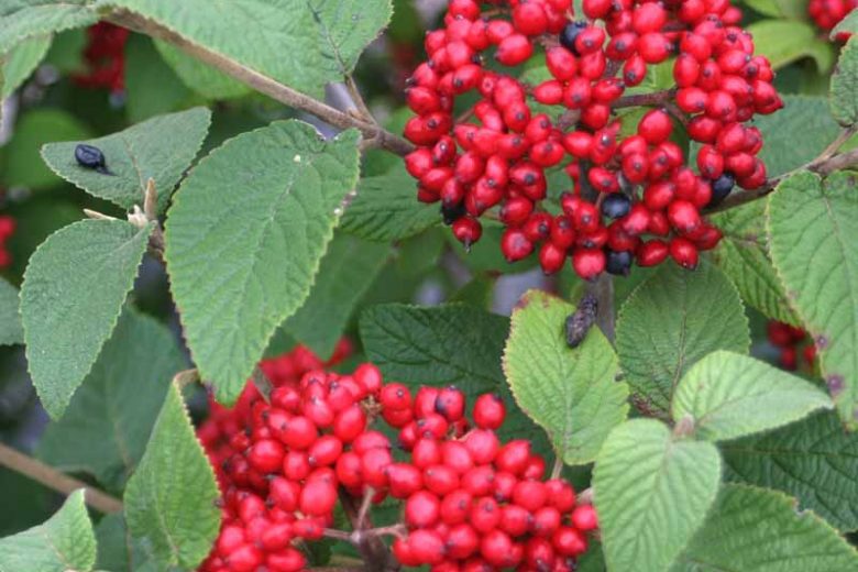 Viburnum x rhytidophylloides Red Balloon®, Lantanaphyllum Viburnum Red Balloon®, Viburnum x rhytidophylloides 'Redell', Red berries, Shrub with fall color, fall color, shrub with berries, White flowers