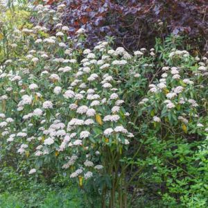 Viburnum rhytidophyllum,Wrinkled Viburnum, Leatherleaf Viburnum, Evergreen Shrub, shrub with berries, White flowers, Red berries
