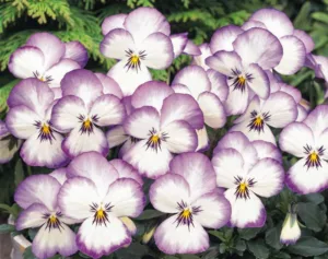 Pansy - Gardenia