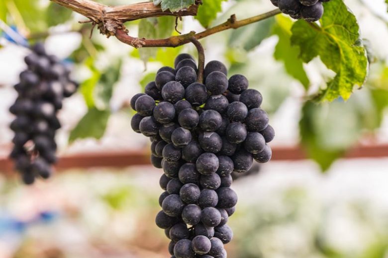 Vitis 'Black Spanish', Grape 'Black Spanish', Black Spanish Grape, Grape Vines, Red Grapes, Seedless Grapes