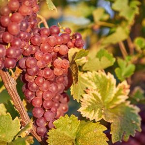 Vitis 'Canadice', Grape 'Canadice', Canadice Grape, Grape Vines, Red Grapes, Seedless Grapes