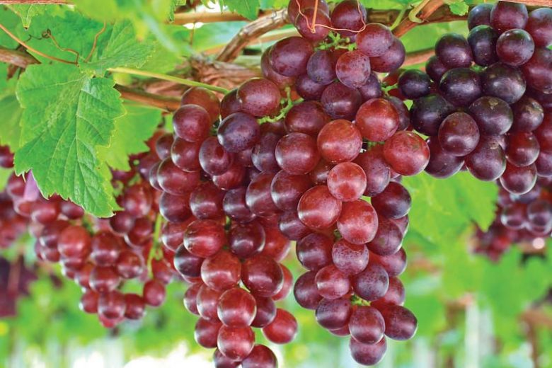 Vitis 'Catawba', Grape 'Catawba', Catawba Grape, Grape Vines, Red Grapes, Seedless Grapes
