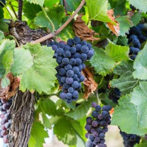 Vitis 'Concord', Grape Vine 'Concord', Grape 'Concord', Vitis labrusca 'Concord', Grape Vines, Blue Grapes, Seedless Grapes