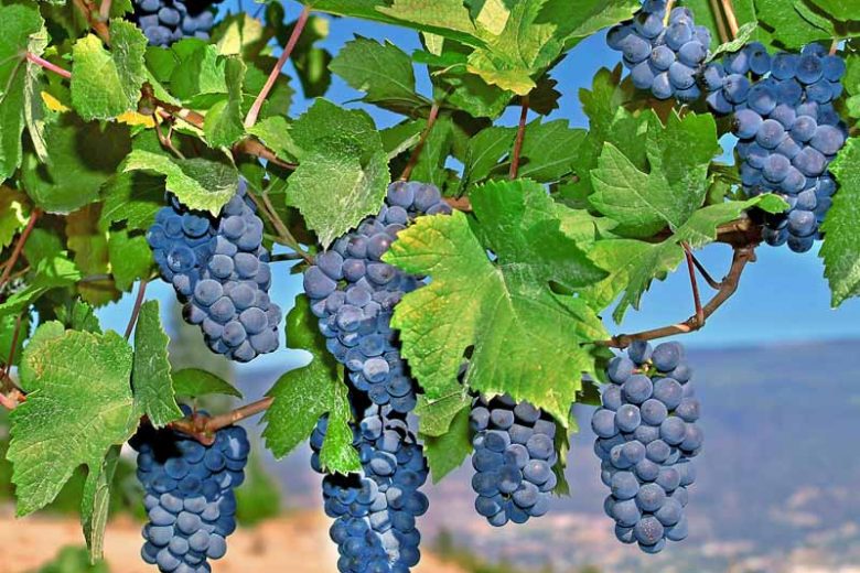 Vitis 'Mars Seedless', Grape 'Mars Seedless', Mars Seedless Grape, Grape Vines, Red Grapes, Seedless Grapes