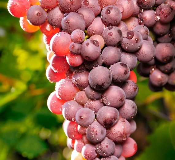 Vitis 'Reliance', Grape Vine 'Reliance', Grape 'Reliance', Vitis labrusca 'Reliance', Grape Vines, Red Grapes, Seedless Grapes