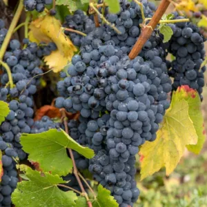 Vitis Vinifera 'Purpurea', Grape Vine 'Purpurea', Teinturier Grape, Grape Vines, Fall color, Purple foliage, Purple leaves, Purple-Leaf Grape Vine