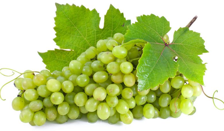 Vitis 'Niagara', Grape 'Niagara', Niagara Grape, Grape Vines, White Grapes, Seedless Grapes