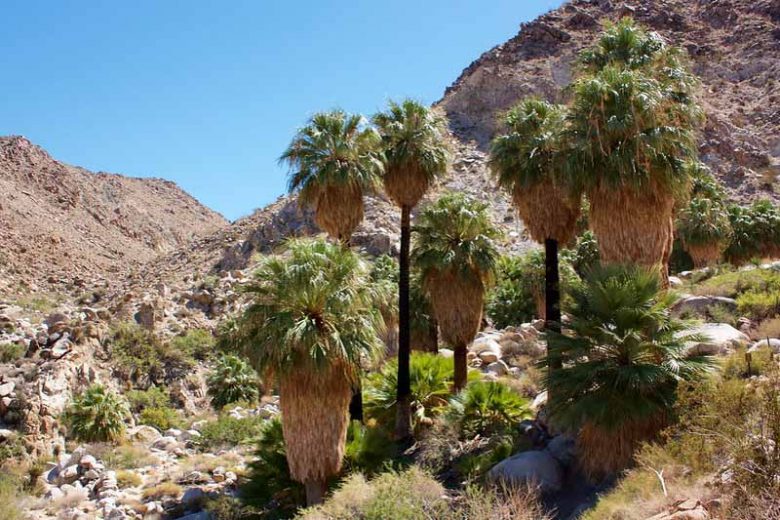 Washingtonia filifera, California Fan Palm, Arizona Fan Palm, American Cotton Palm, Desert Fan Palm, Petticoat Palm, Drought tolerant tree