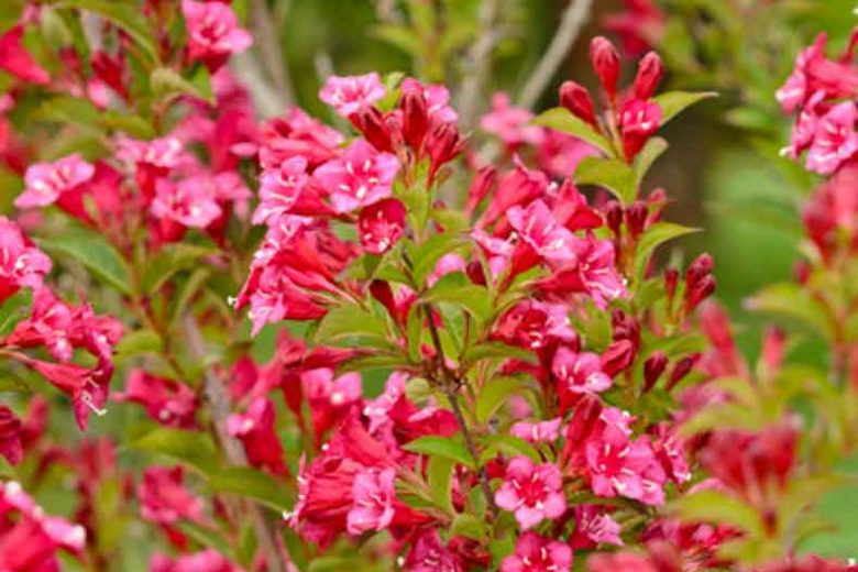 Weigela florida 'Bristol Ruby', Bristol Ruby Weigela, Flowering Shrub, Flowers, Pink Flowers, Red Flowers