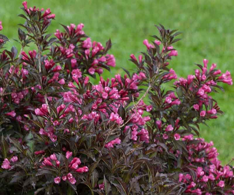 Weigela florida Spilled Wine®