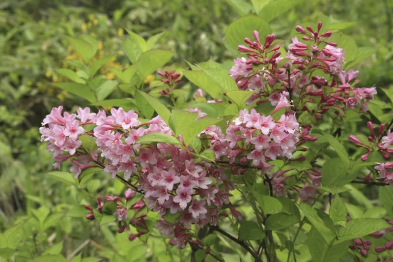 Weigela praecox, Flowering Shrub, Pink Flowers