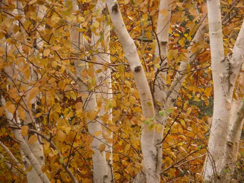 Which Birch Tree to Choose for my Garden?