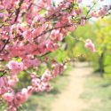 Japanese Flowering Cherries, Prunus pendula, Prunus sargentii, Prunus serrulata, Prunus x yedoensis, Prunus x subhirtella, Spring clowers, Cherry blossoms