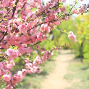 Japanese Flowering Cherries, Prunus pendula, Prunus sargentii, Prunus serrulata, Prunus x yedoensis, Prunus x subhirtella, Spring clowers, Cherry blossoms