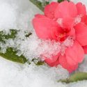 Camellia, Camellias, How to grow Camellias, Camellias bloom time, Camellia bloom season, Japanese Camellias, Camellia Japonica, Camellia Sasanqua, Fall blooming Camellia, Winter Blooming Camellias, Spring Camellias, Cold hardy Camellias,