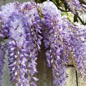 Wisteria 'Caroline', Fragrant Vine, Purple Flowers, Lavender Flowers, Wisteria floribunda 'Caroline