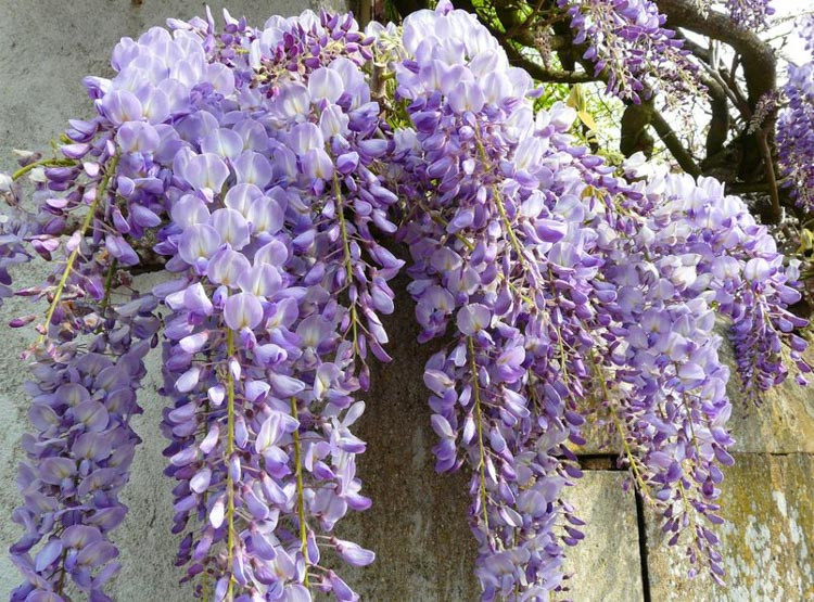 wildblumen saatgut BIO Wildblumen Saatgut  Vom Reiter