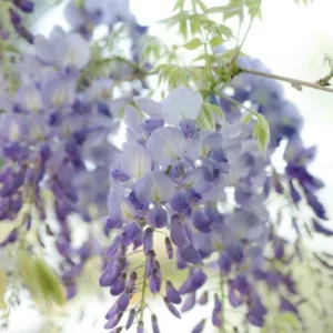 Wisteria Floribunda 'Lawrence',Japanese Wisteria 'Lawrence',Japanese Wisteria,Fragrant Vine, Purple Flowers, Lavender Flowers