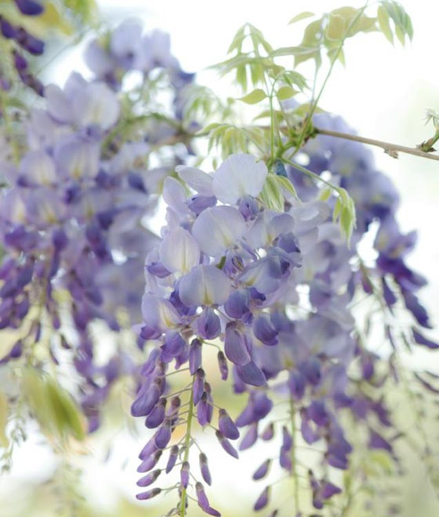 Wisteria floribunda 'Lawrence' (Japanese Wisteria)