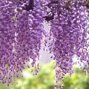 Wisteria Floribunda 'Royal Purple',Japanese Wisteria 'Royal Purple',Japanese Wisteria,Fragrant Vine, Purple Flowers, Lavender Flowers