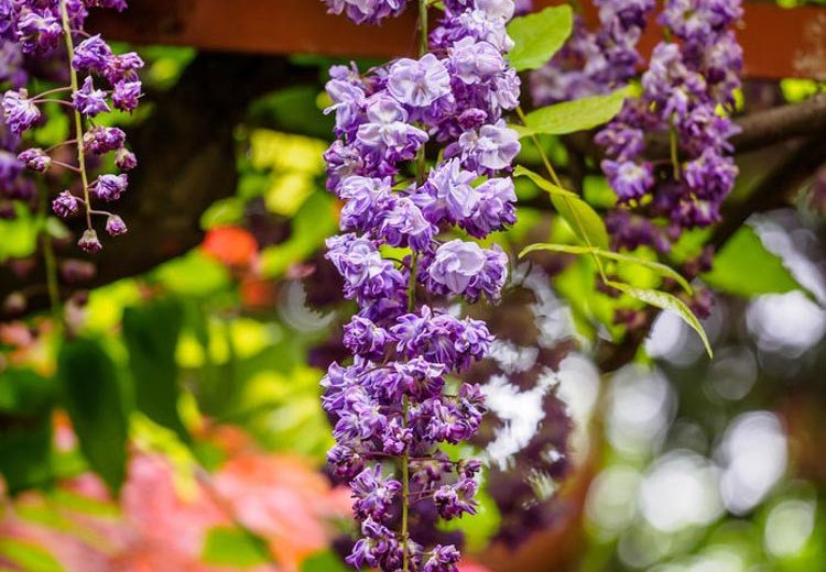 Wisteria Floribunda 'Yae-kokuryu',Japanese Wisteria 'Yae-kokuryu',Wisteria 'Black Dragon', Fragrant Vine, Blue Flowers, Purple Flowers