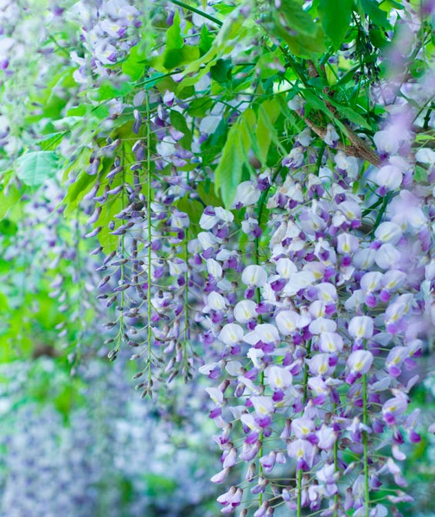 Wisteria 'Lavender Lace'