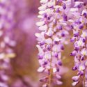 Chinese Wisteria, Japanese Wisteria, Silky Wisteria, Wisteria Sinensis, Wisteria Floribunda, Wisteria Brachybotrys, Fragrant vines, Fragrant flowers