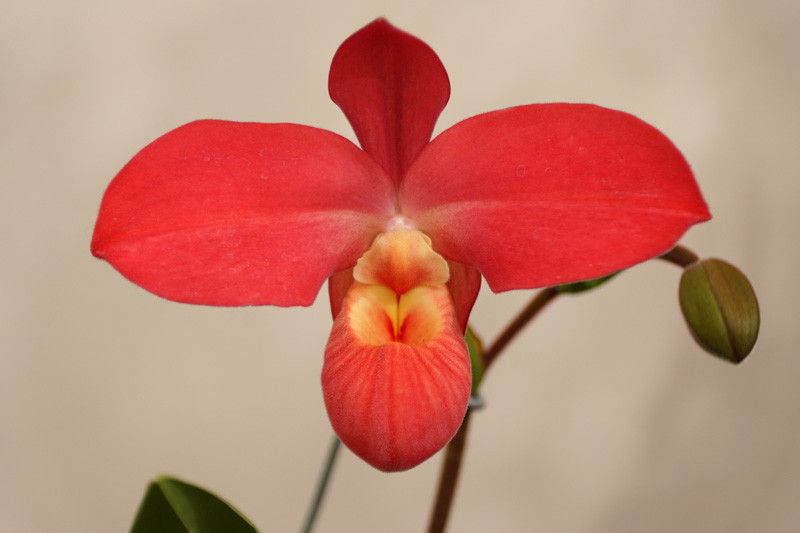 Phragmipedium, Slipper Orchids, Phrags, Easy to grow Orchids