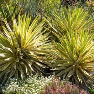 Yucca Gloriosa 'Bright Star', Variegated Spanish Dagger, 'Bright Star' Yucca, Yucca gloriosa 'Walbristar'