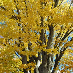 Zelkova serrata,Japanese Zelkova, Keaki, Keyaki, Saw-Leaf Zelkova  , Tree with fall color, Fall color, yellow leaves