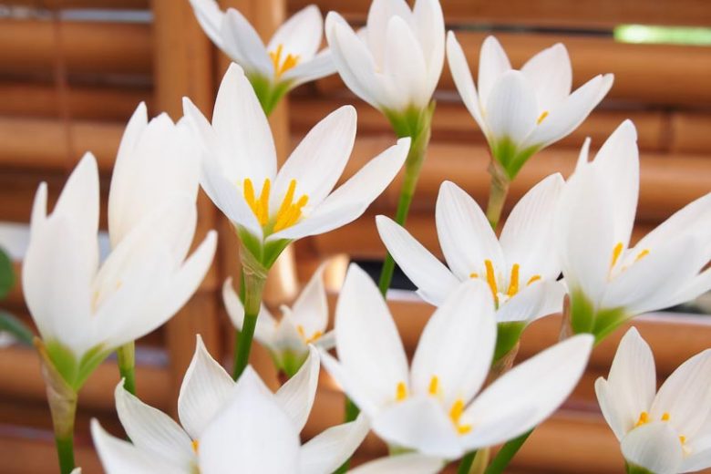 Zephyranthes candida, Rain Lily, Peruvian Swamp Lily, Sea Onion, Summer Crocus, White Zephyr Lily, White flowers