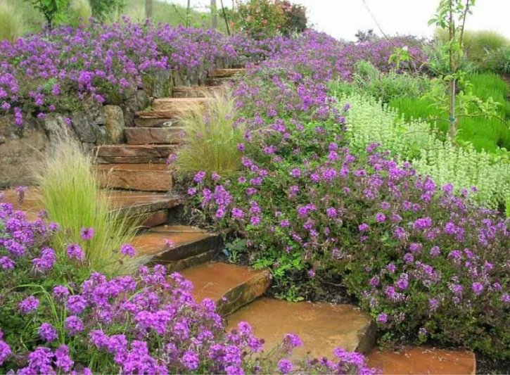 Derviss Design, Verbena Homestead Purple, Stipa Tenuissima, Verbena Canadensis, low water garden ideas, garden path ideas, garden steps ideas